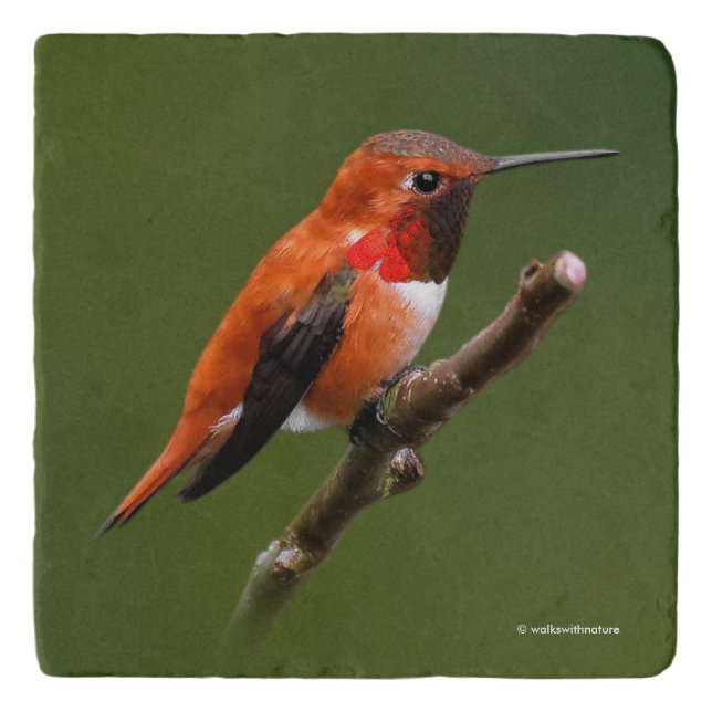 Stunning Rufous Hummingbird on the Cherry Tree Trivet (Front)
