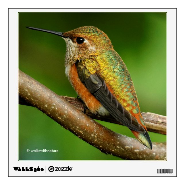Stunning Rufous Hummingbird on Twining Vines Wall Sticker (Front)
