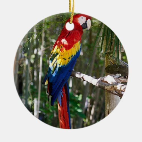 Stunning Scarlet Macaw Parrot Ceramic Ornament