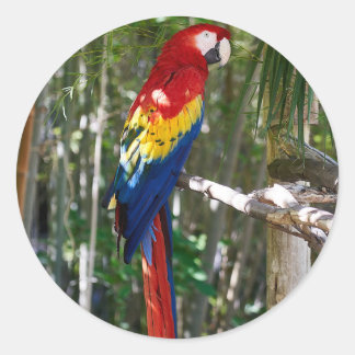 Stunning Scarlet Macaw Parrot Classic Round Sticker