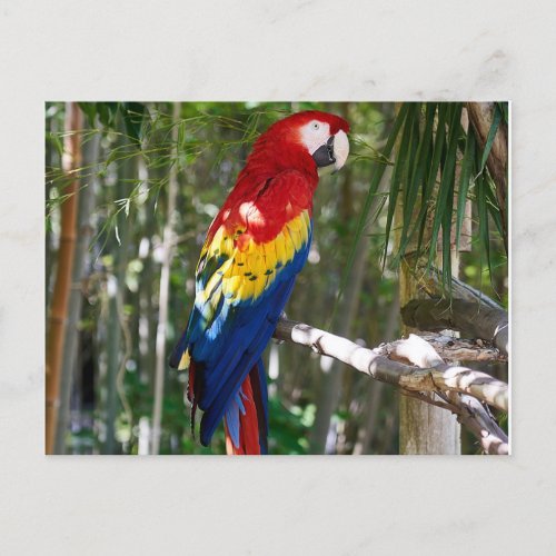 Stunning Scarlet Macaw Parrot Holiday Postcard