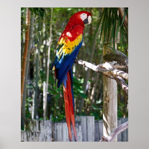 Stunning Scarlet Macaw Parrot Poster