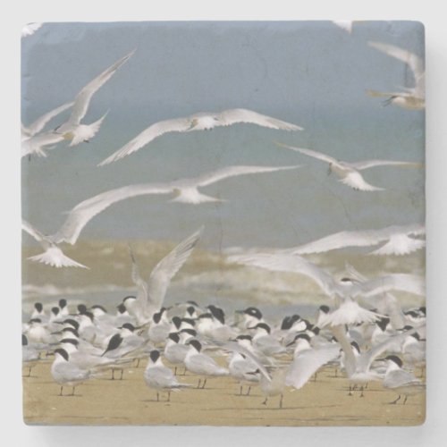 stunning sea birds stone coaster