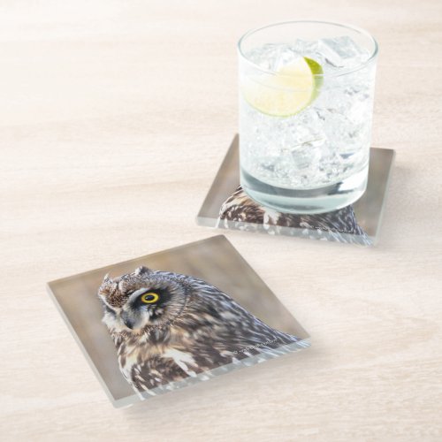 Stunning Short_Eared Owl in the Marshes Glass Coaster