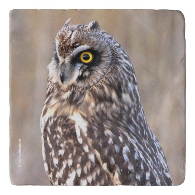 Stunning Short-Eared Owl in the Marshes Trivet (Front)