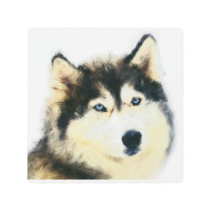 Stunning Siberian Husky Metal Wall Art 8x8