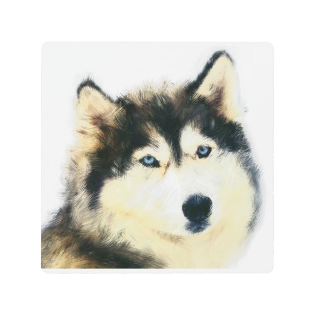 Stunning Siberian Husky Metal Wall Art 8x8 (Front)