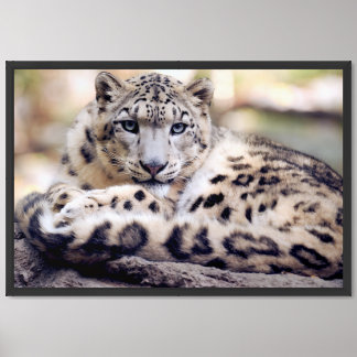 Stunning Snow Leopard Lying Down Framed Art