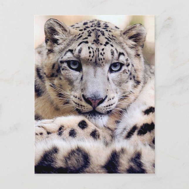 Stunning Snow Leopard Lying Down Postcard (Front)