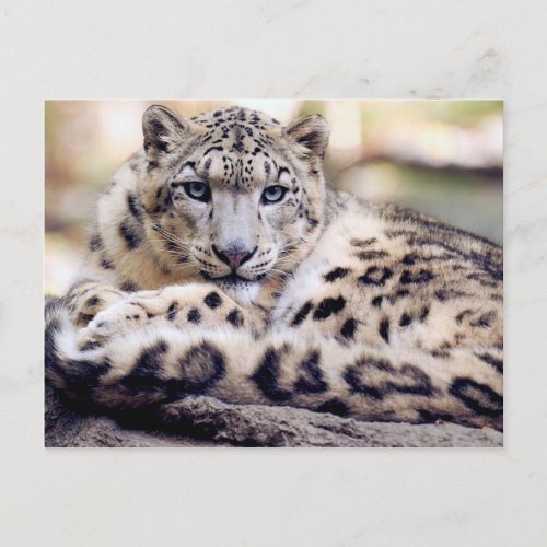Stunning snow_leopard portrait postcard