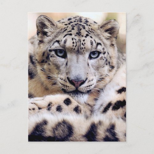 Stunning snow_leopard portrait postcard