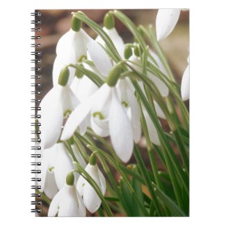 Stunning Snowdrops Notebook