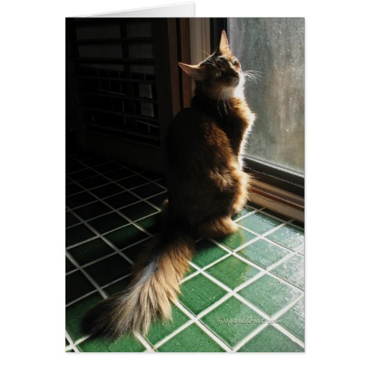 Stunning Somali Cat Card (Front)