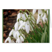 Stunning Spring Snowdrops (Front Horizontal)