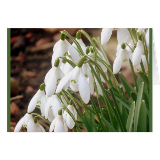 Stunning Spring Snowdrops (Front Horizontal)