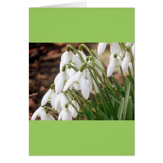 Stunning Spring Snowdrops Cards (Front)
