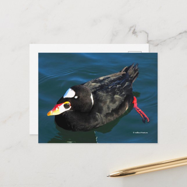 Stunning Surf Scoter Duck at Pier's Edge Postcard (Front/Back In Situ)