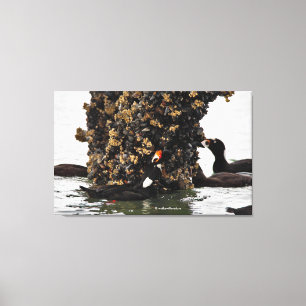 Stunning Surf Scoter Seaducks Feeding at Low Tide Canvas Print