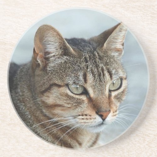 Stunning Tabby Cat Close Up Portrait Drink Coaster