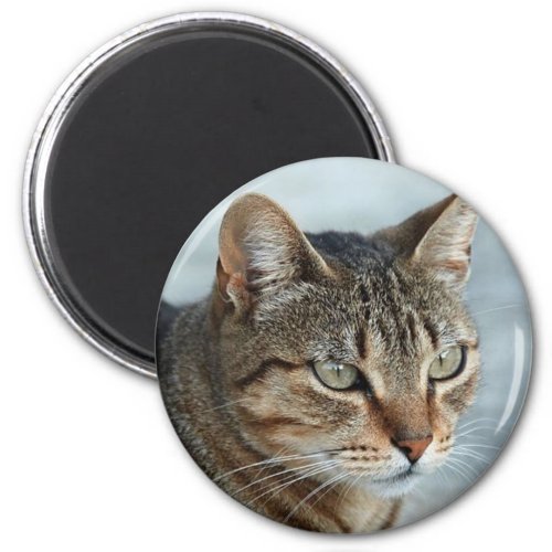 Stunning Tabby Cat Close Up Portrait Magnet