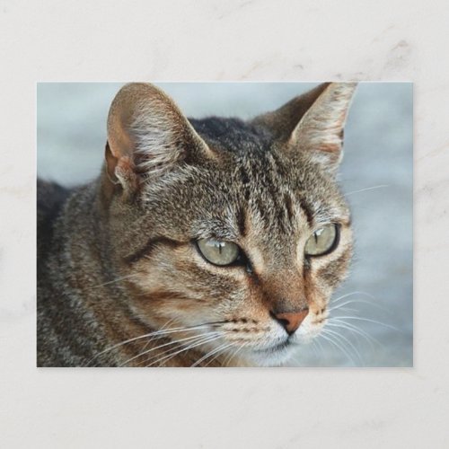 Stunning Tabby Cat Close Up Portrait Postcard
