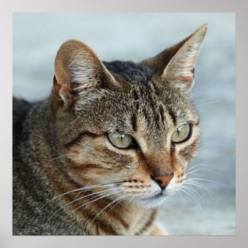 Stunning Tabby Cat Close Up Portrait Poster | Zazzle