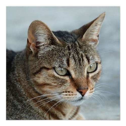 Stunning Tabby Cat Close Up Portrait Poster