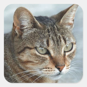 Stunning Tabby Cat Close Up Portrait Square Sticker