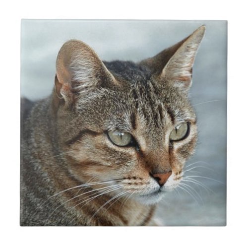 Stunning Tabby Cat Close Up Portrait Tile