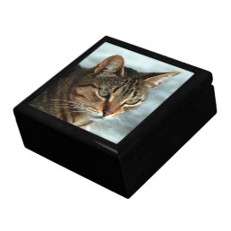 Stunning Tabby Cat CloseUp Artistic Portrait Gift Box