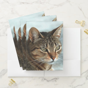 Stunning Tabby Cat CloseUp Artistic Portrait Pocket Folder