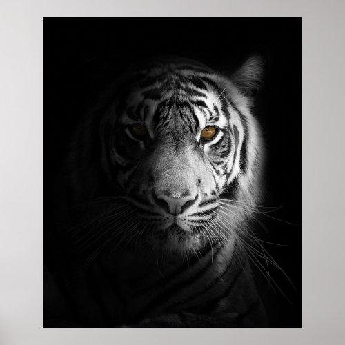 Stunning Tiger on Black Background Poster
