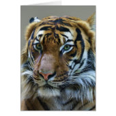 Stunning tiger portrait (Front)