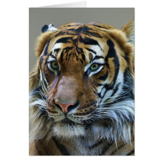 Stunning tiger portrait cards (Front)