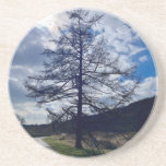 Stunning tree coaster