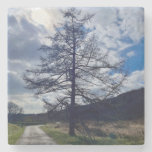 Stunning tree stone coaster