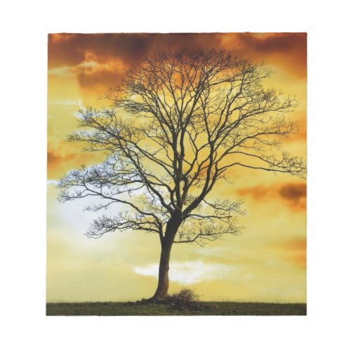 Stunning Tree sunset nature scenery photo prints Notepad