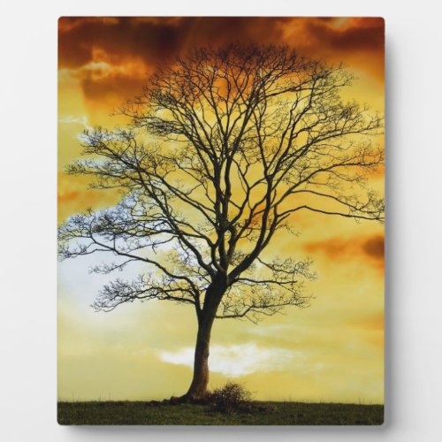 Stunning Tree sunset nature scenery photo prints Plaque