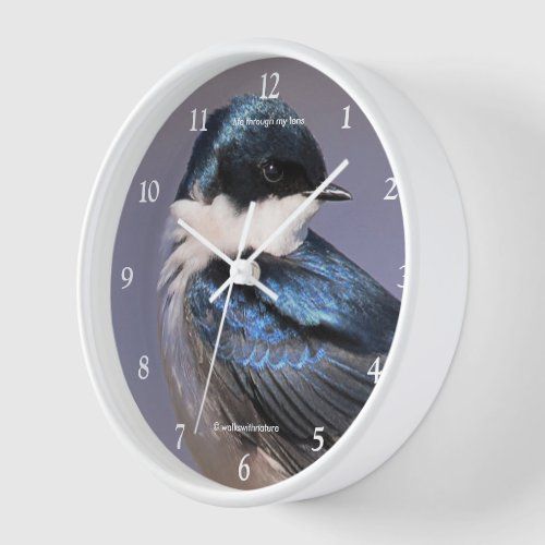 Stunning Tree Swallow Songbird in Springtime Sun Clock