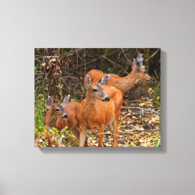 Stunning Trio of Blacktail Deer in the Forest Canvas Print (Front)