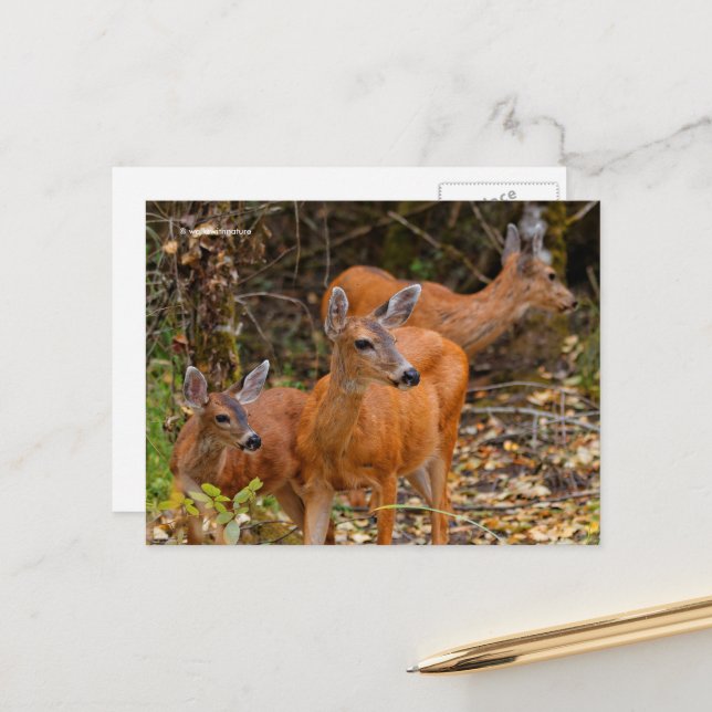 Stunning Trio of Blacktail Deer in the Forest Postcard (Front/Back In Situ)