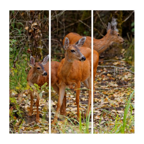 Stunning Trio of Blacktail Deer in the Forest Triptych