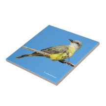 Stunning Tropical Kingbird on Blackberry Branch