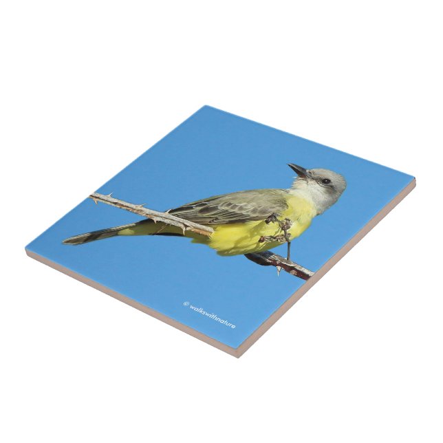 Stunning Tropical Kingbird on Blackberry Branch Ceramic Tile (Side)
