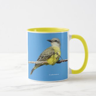 Stunning Tropical Kingbird on Blackberry Branch