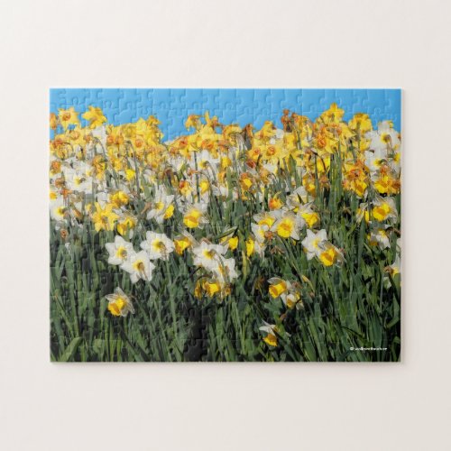 Stunning Two_Tone Daffodils Floral Photography Jigsaw Puzzle