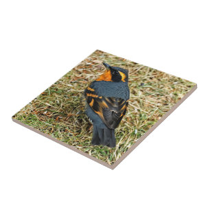 Stunning Varied Thrush on the Lawn Ceramic Tile
