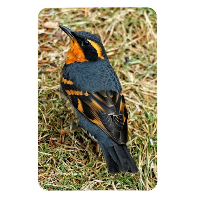 Stunning Varied Thrush on the Lawn Magnet (Vertical)