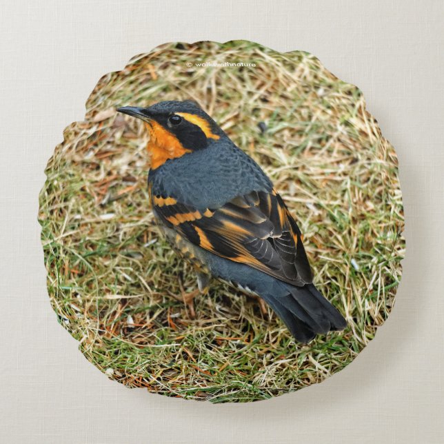Stunning Varied Thrush on the Lawn Round Pillow (Front)