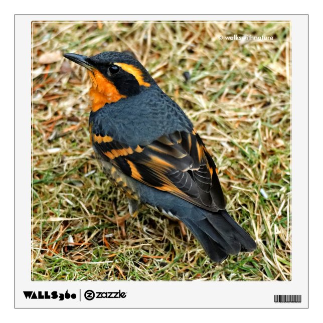 Stunning Varied Thrush Songbird in the Grass Wall Sticker (Front)